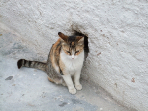 サントリーニ島の猫